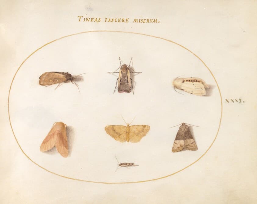 Plate 31: Seven Moths — Joris Hoefnagel