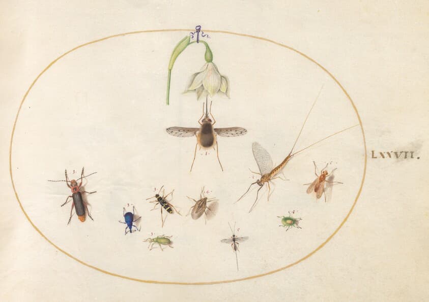 Plate 77: Dotted Bee Fly with a White Flower, a Mayfly,  a Blue Weevil, and Other Insects — Joris Hoefnagel