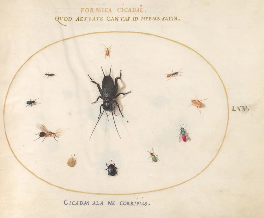 Plate 65: A Cricket Surrounded by Insects, Including a Ruby-Tailed Wasp — Joris Hoefnagel