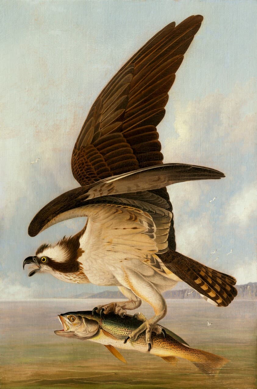 Osprey and Weakfish — John James Audubon