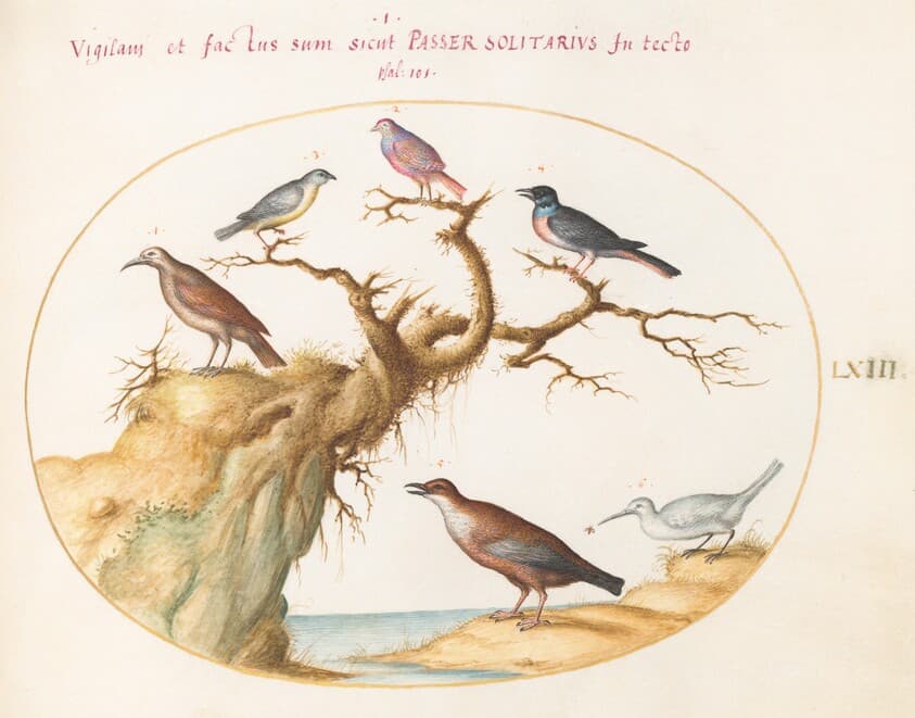 Plate 63: Six Small Birds, Including a Bluethroat and a Cuckoo(?) — Joris Hoefnagel