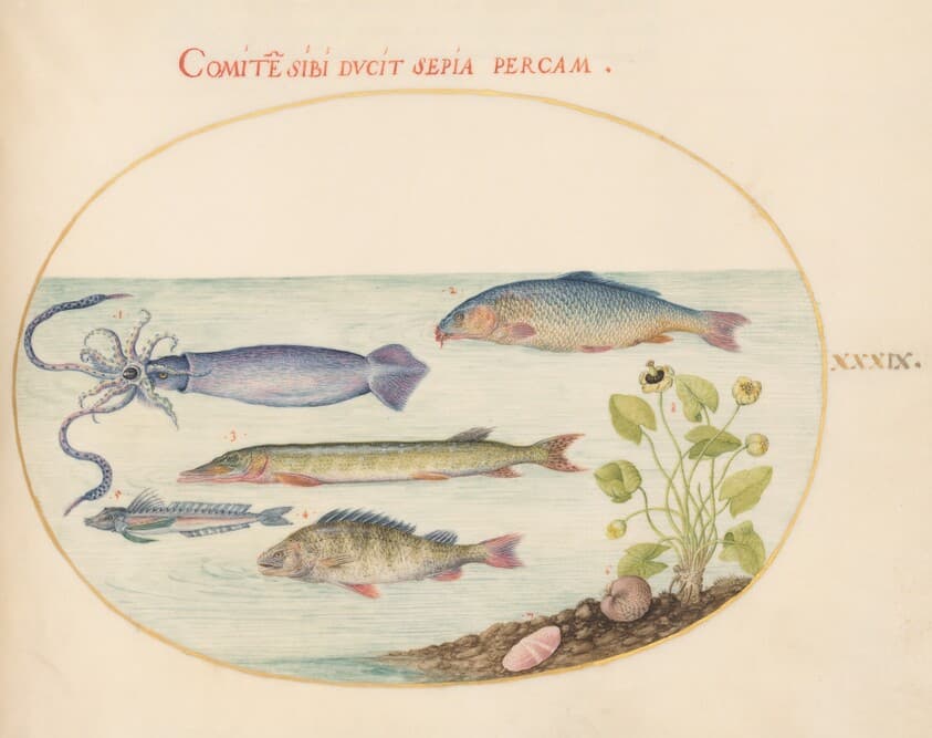 Plate 39: Squid, Gurnard, Pike, and Other Fish — Joris Hoefnagel