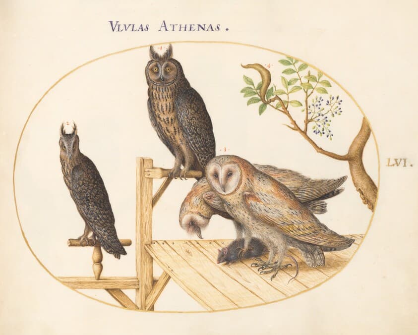Plate 56: Barn Owls with a Mouse, Eagle Owl(?) and Another Owl — Joris Hoefnagel
