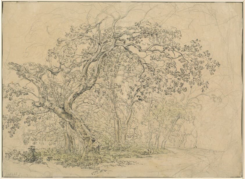 Grove of Trees [verso] — Friedrich Salathé