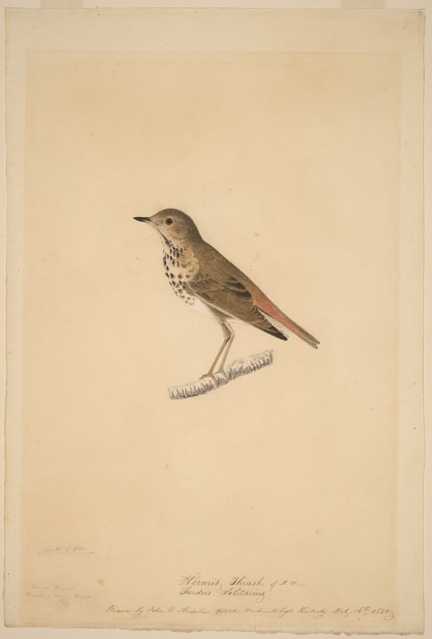 Hermit Thrush — John James Audubon