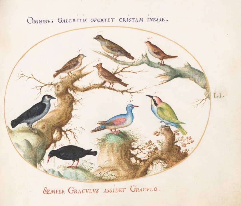 Plate 51: Crossbeak, Chough, Bee-Eater, and Other Birds — Joris Hoefnagel