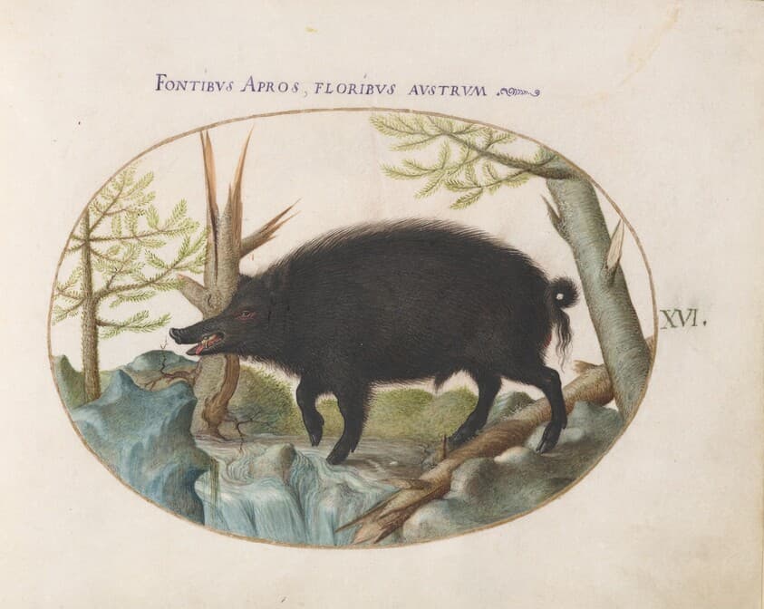 Plate 16: Wild Boar — Joris Hoefnagel