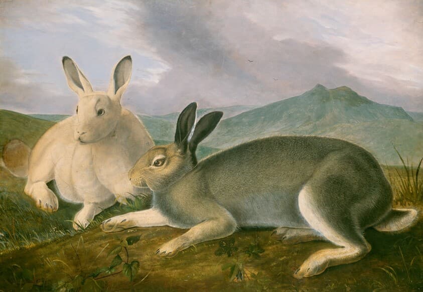 Arctic Hare — John James Audubon