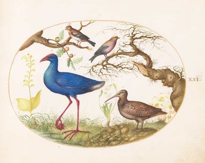 Plate 21: Swamp Hen and Woodcock with a Streaked Rosefinch, a Finch, and Oak Galls — Joris Hoefnagel