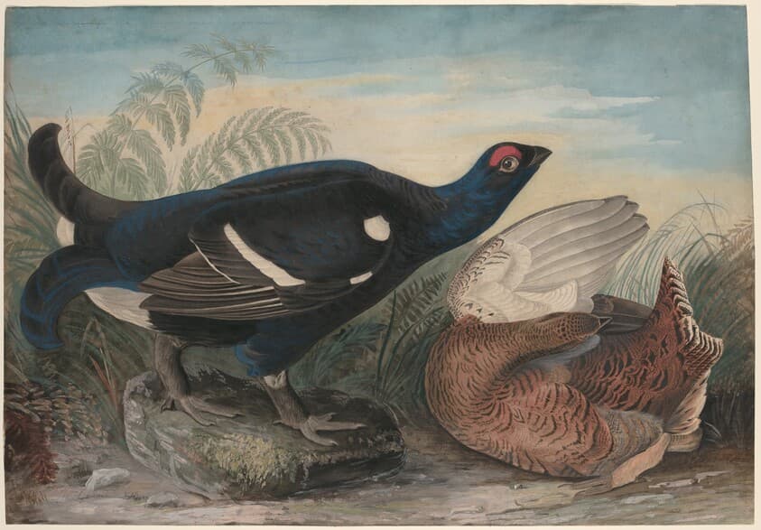 English Black Cocks — John James Audubon