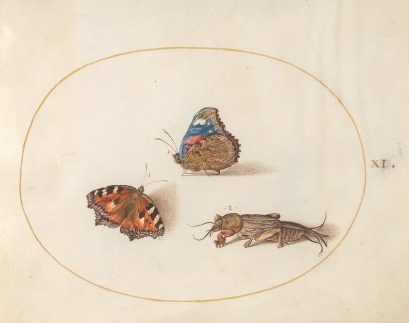 Plate 11: Small Tortoiseshell and Red Admiral Butterflies with a Mole Cricket — Joris Hoefnagel