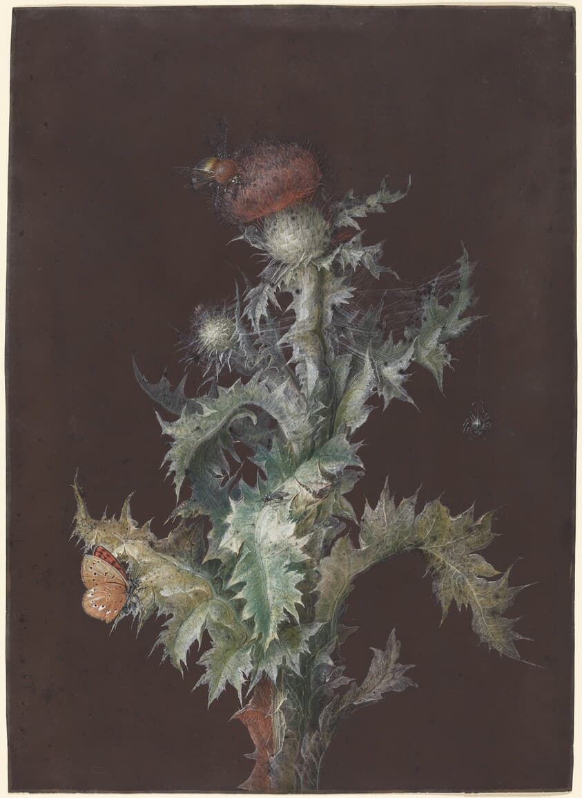 Thistle with Insects — Johann Christoph Dietzsch