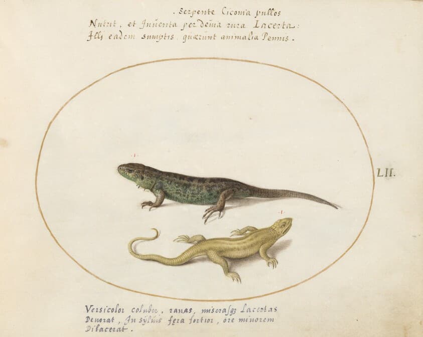 Plate 52: Two Sand Lizards — Joris Hoefnagel