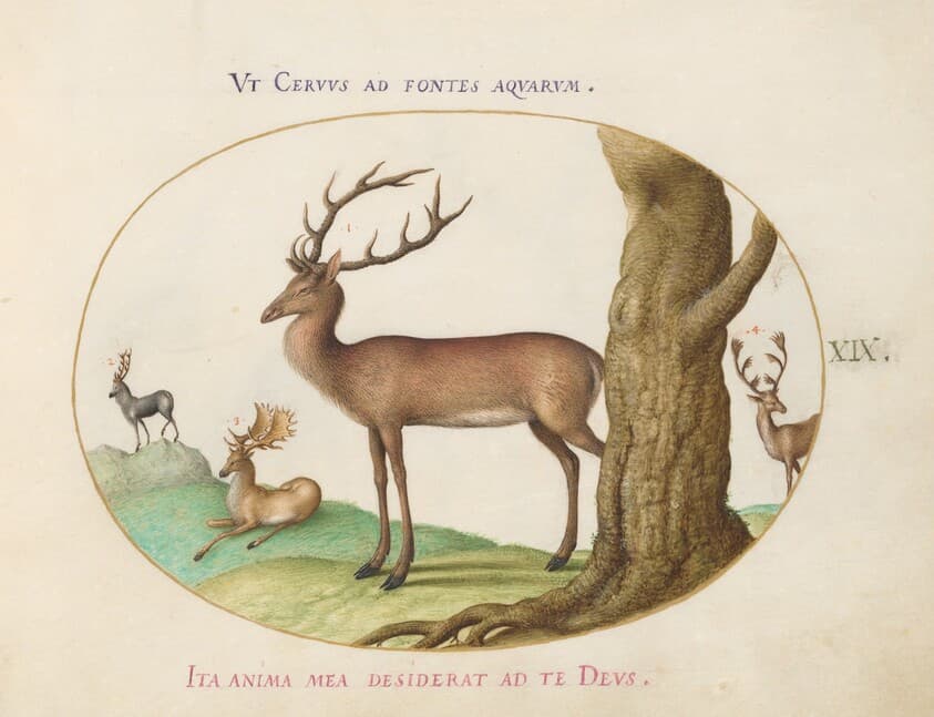 Plate 19: Four Types of Stags — Joris Hoefnagel