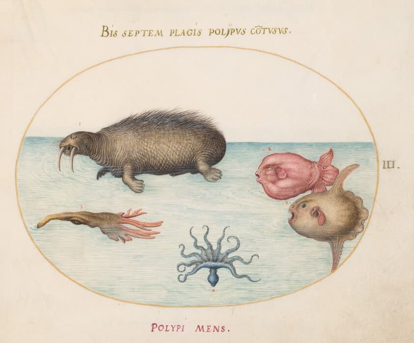 Plate 3: A Walrus, a Nine-Legged Octopus, and Ocean Sunfish — Joris Hoefnagel