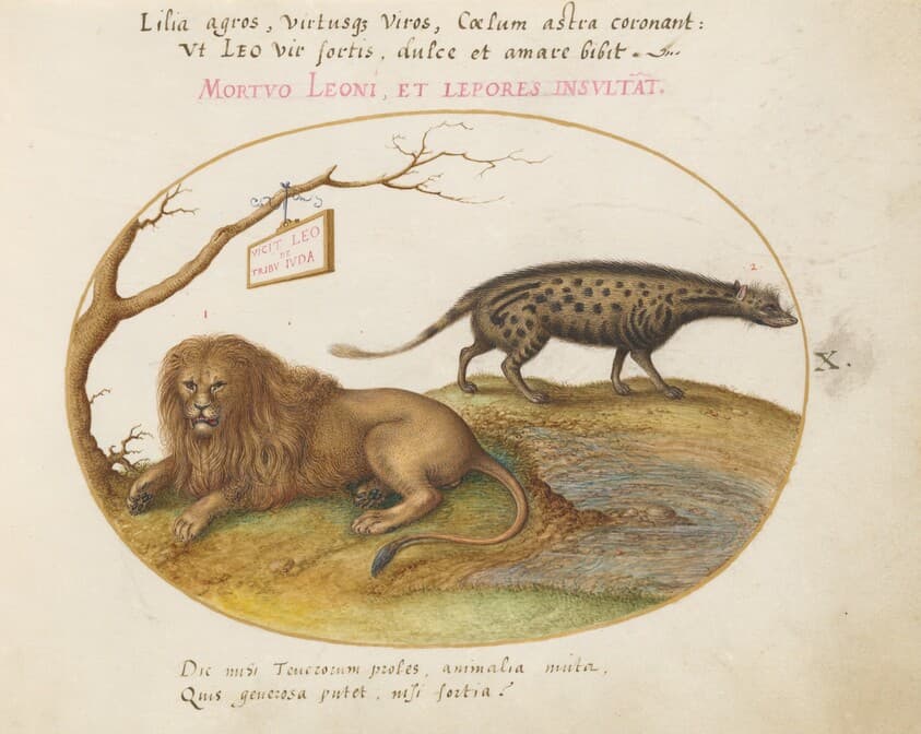 Plate 10: A Lion and a Civet Cat — Joris Hoefnagel