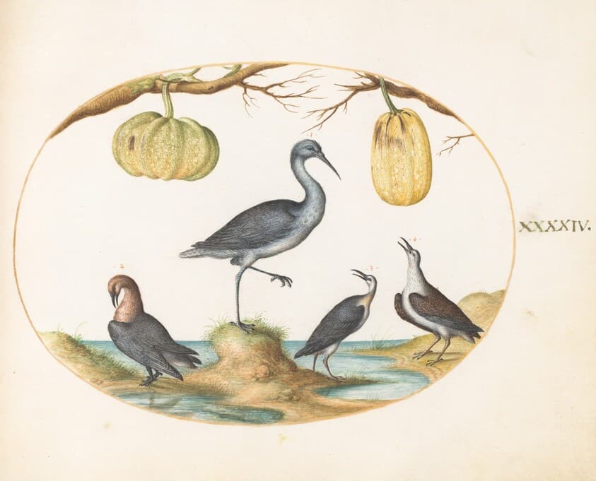 Plate 44: Godwit(?) and Sandpipers with Two Gourds — Joris Hoefnagel
