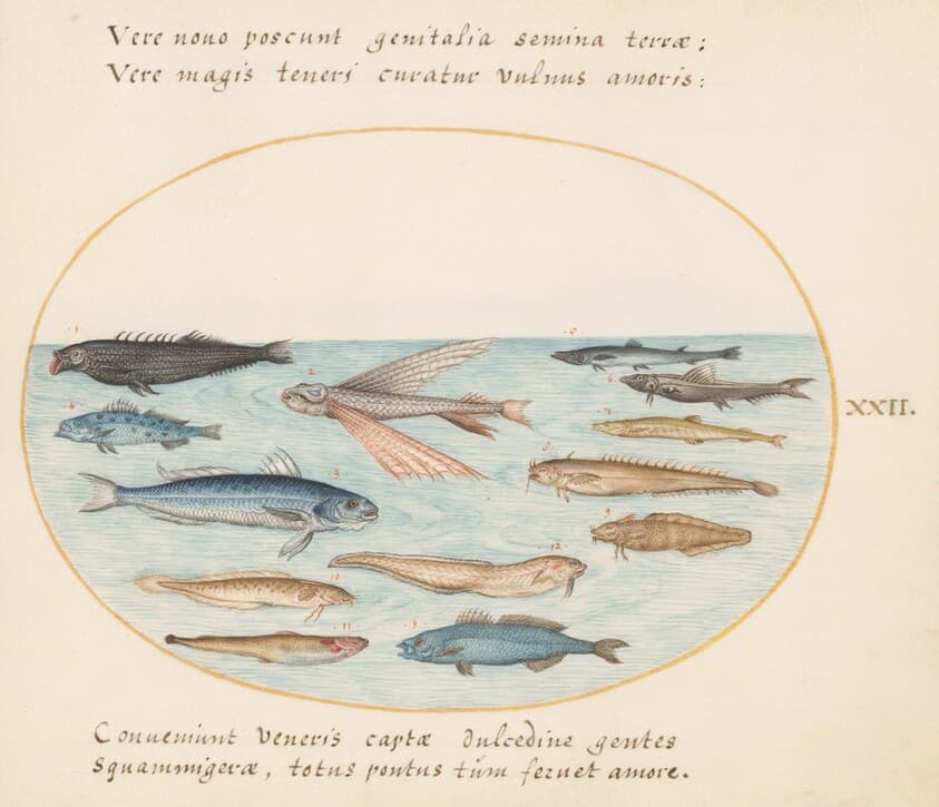 Plate 22: Mullet, Flying Fish, Eels, and Other Fish — Joris Hoefnagel