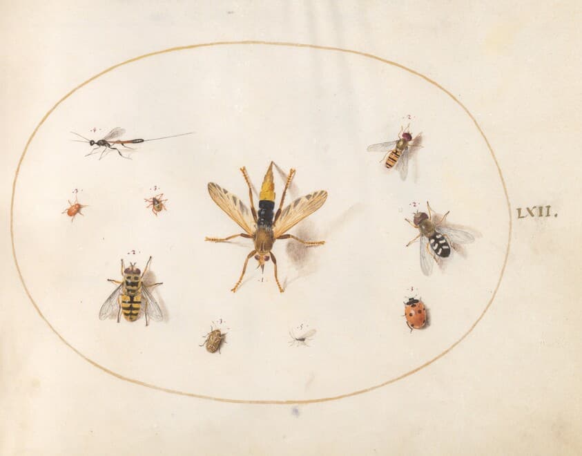 Plate 62: Ten Insects — Joris Hoefnagel