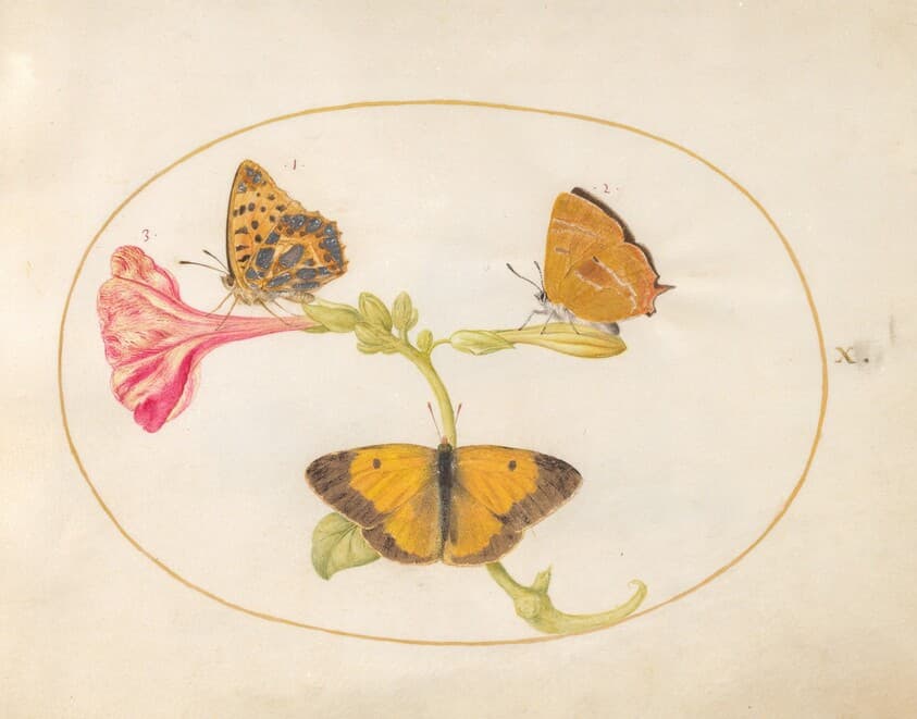 Plate 10: Brown Hairstreak, Silver-Washed Fritillary, and Clouded Yellow Butterflies on a Four-o'-Clock Flower — Joris Hoefnagel