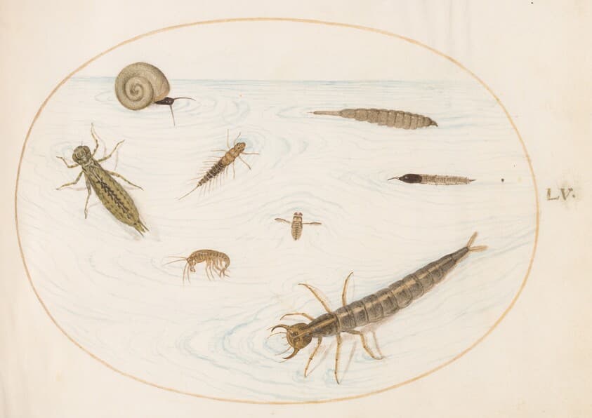 Plate 55: Aquatic Insects and Invertebrates, Including a Snail — Joris Hoefnagel