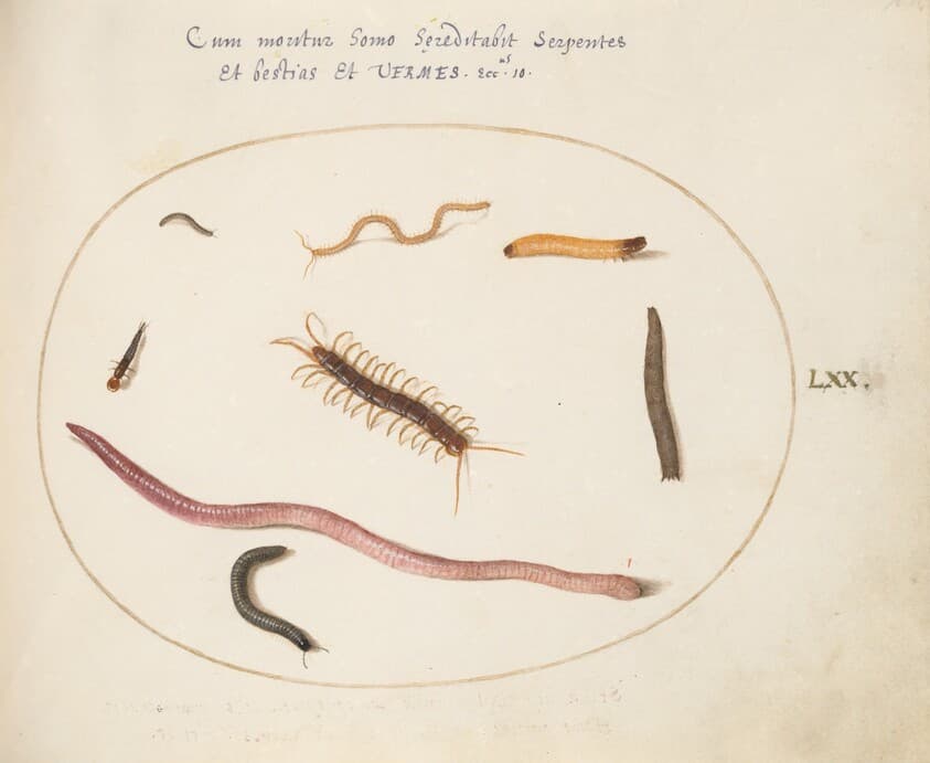 Plate 70: Worm, Centipede, Millipede, and Other Long Creatures — Joris Hoefnagel