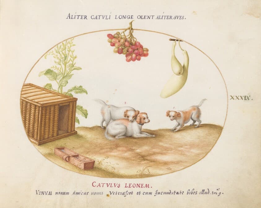 Plate 39: Three Puppies with a Crate and a Bunch of Grapes — Joris Hoefnagel