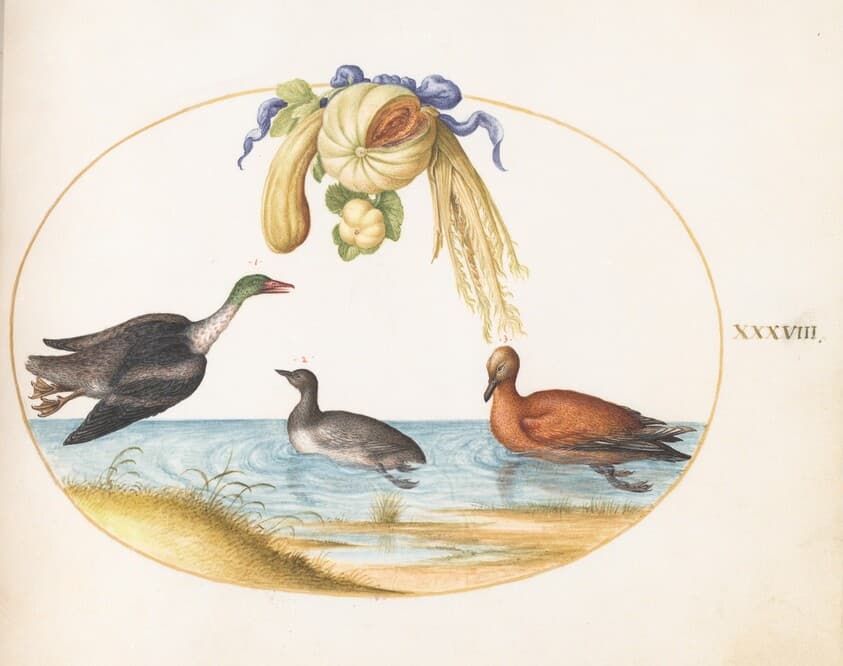 Plate 38: Merganser with Two Other Waterfowl and a Garland of Melons and Gourds — Joris Hoefnagel