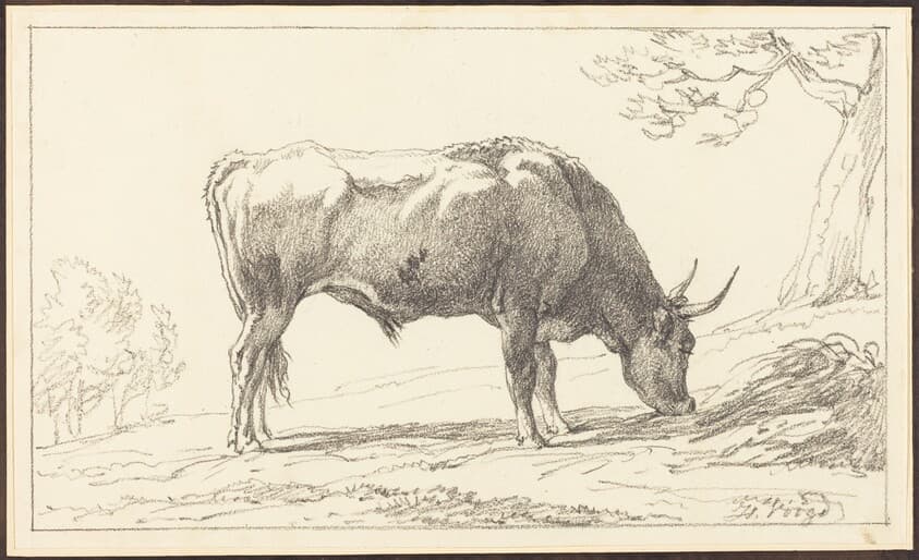 A Young Bull Grazing — Hendrik Voogd