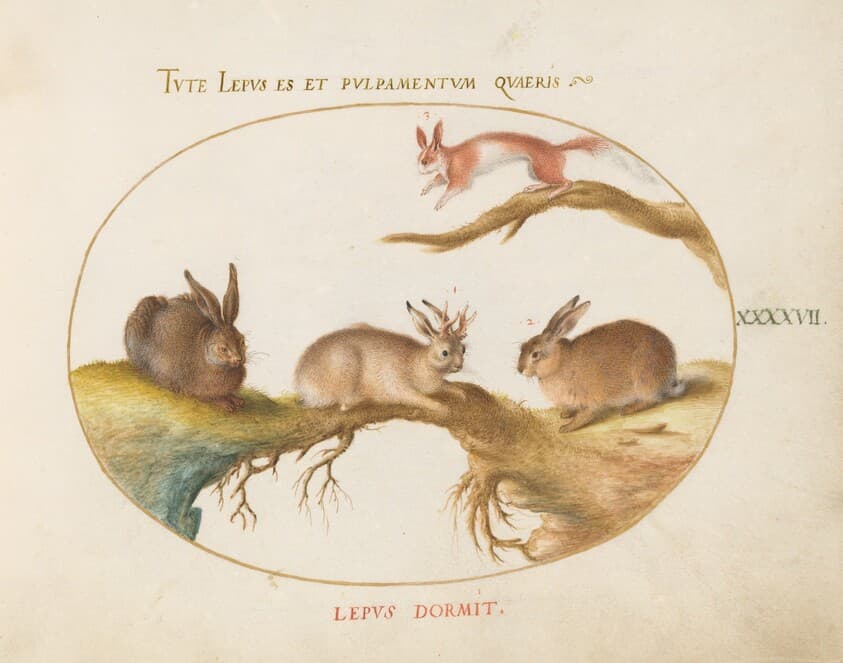 Plate 47: A Hare, "Jackalope," a Rabbit, and a Spotted Squirrel — Joris Hoefnagel