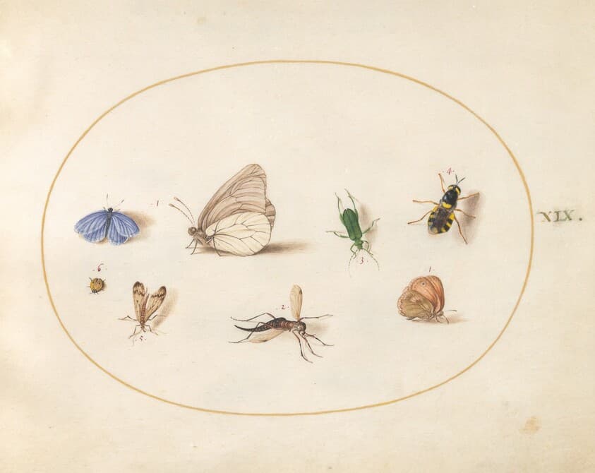 Plate 19: Two Butterflies with Five Other Insects — Joris Hoefnagel