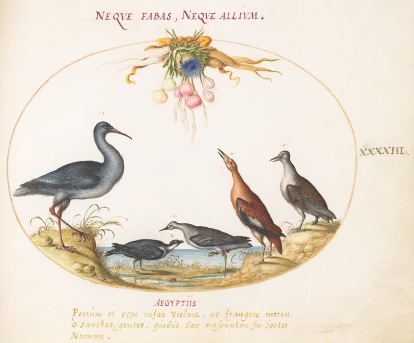 Plate 43: Sandpipers and Other Shore Birds Admiring a Garland of Flowers — Joris Hoefnagel