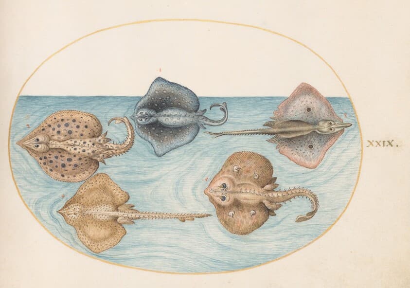 Plate 29: Homelyn Ray and Four Other Rays or Skates — Joris Hoefnagel