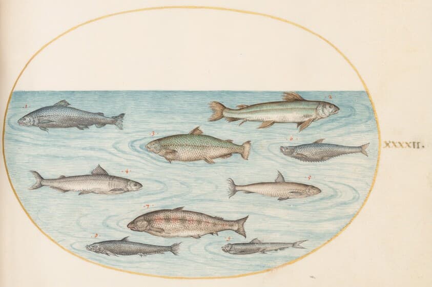 Plate 42: Nine Fish — Joris Hoefnagel