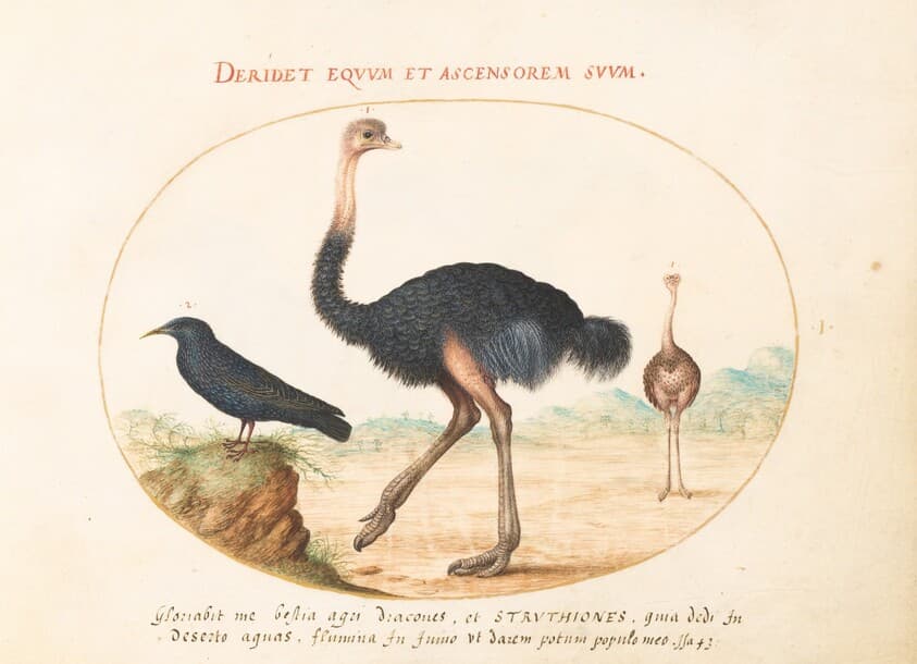 Plate 1: Two Ostriches and a Starling — Joris Hoefnagel