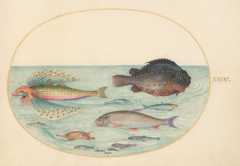 Plate 24: Flying Swallow Gurnard, Male Lumpsucker, Longspine Snipefish, and Other Fish — Joris Hoefnagel
