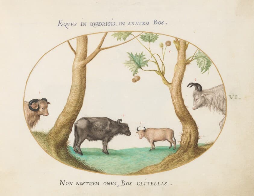 Plate 6: A Variety of Oxen with a Ram and a Water Buffalo(?) by a Plane Tree — Joris Hoefnagel