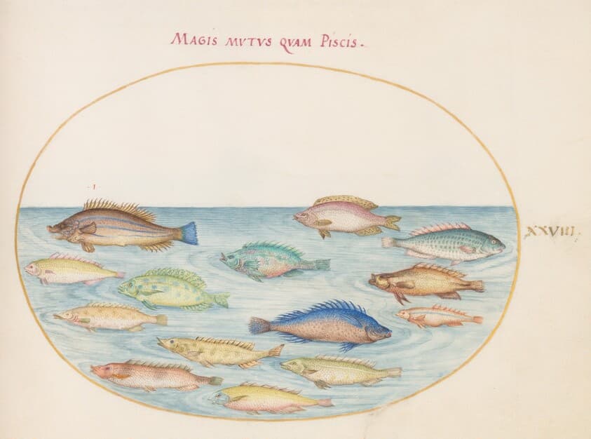 Plate 28: Sea Bream(?) and Other Fish — Joris Hoefnagel