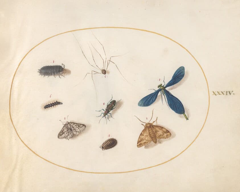 Plate 34: Two Moths with a Spider, a Caterpillar, a Damselfly, and Other Insects — Joris Hoefnagel