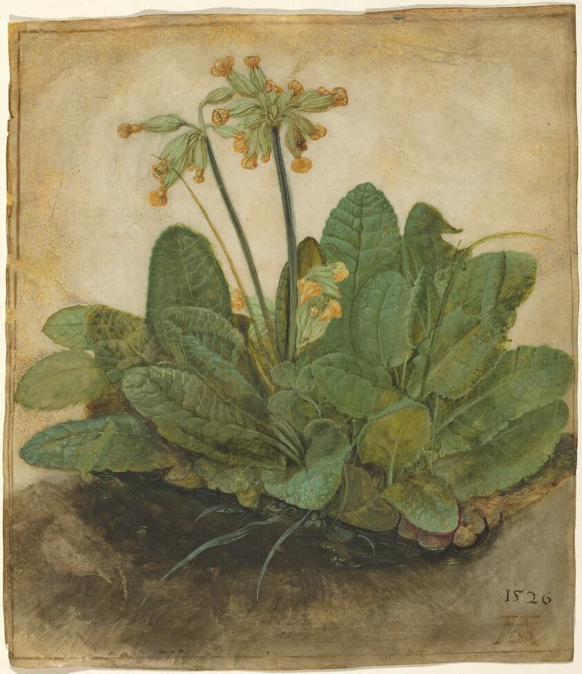 Tuft of Cowslips — Albrecht Dürer