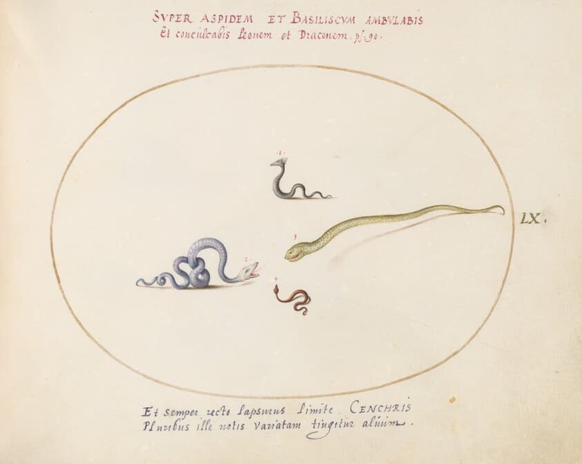 Plate 60: Four Small Snakes — Joris Hoefnagel