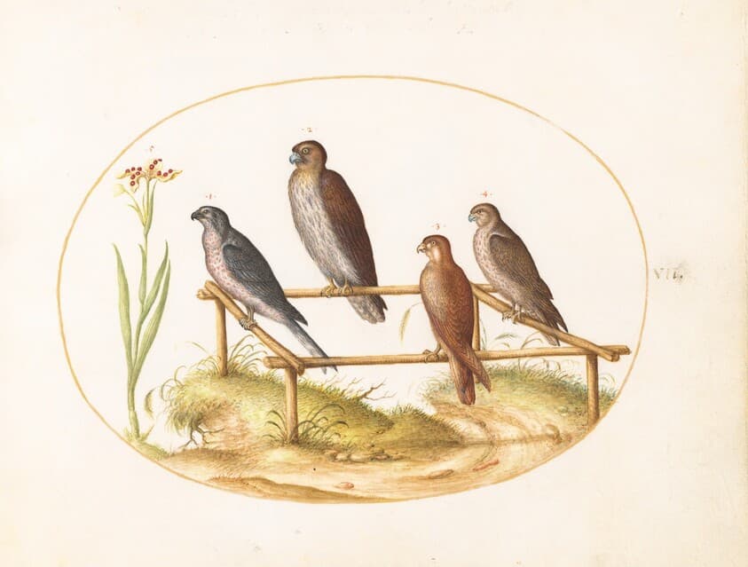 Plate 7: Four Birds of Prey on a Wooden Frame — Joris Hoefnagel