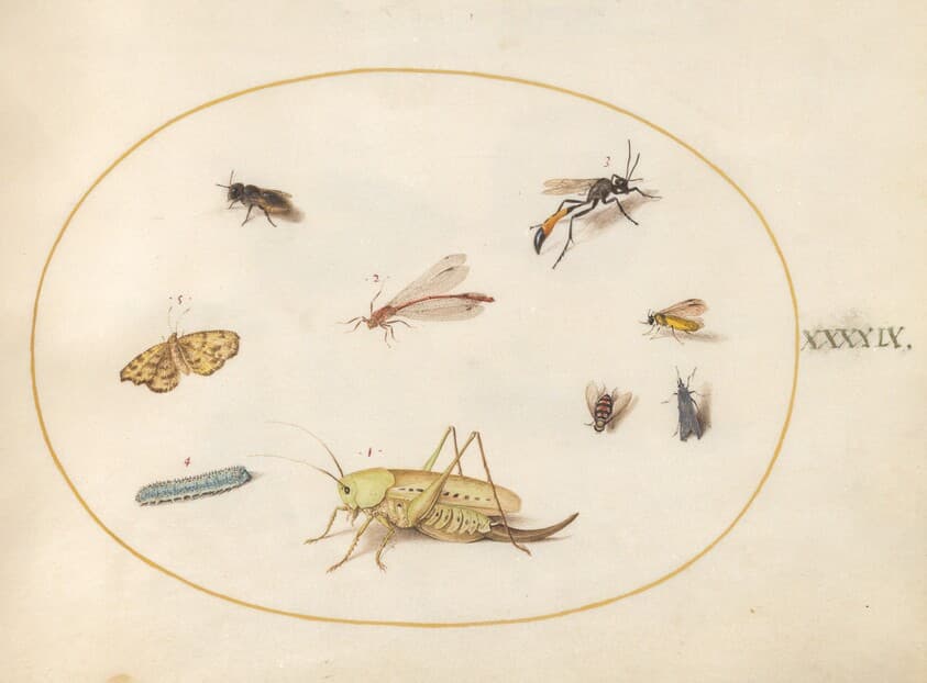 Plate 49: A Grasshopper, a Caterpillar, a Butterfly, a Moth, and Other Insects — Joris Hoefnagel