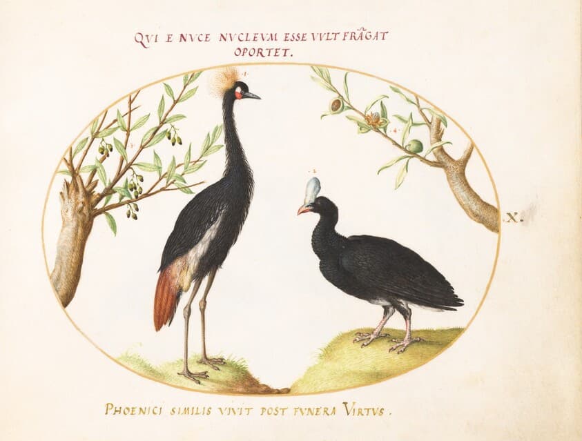 Plate 10: Gray Crowned Crane and Helmeted Curassow — Joris Hoefnagel