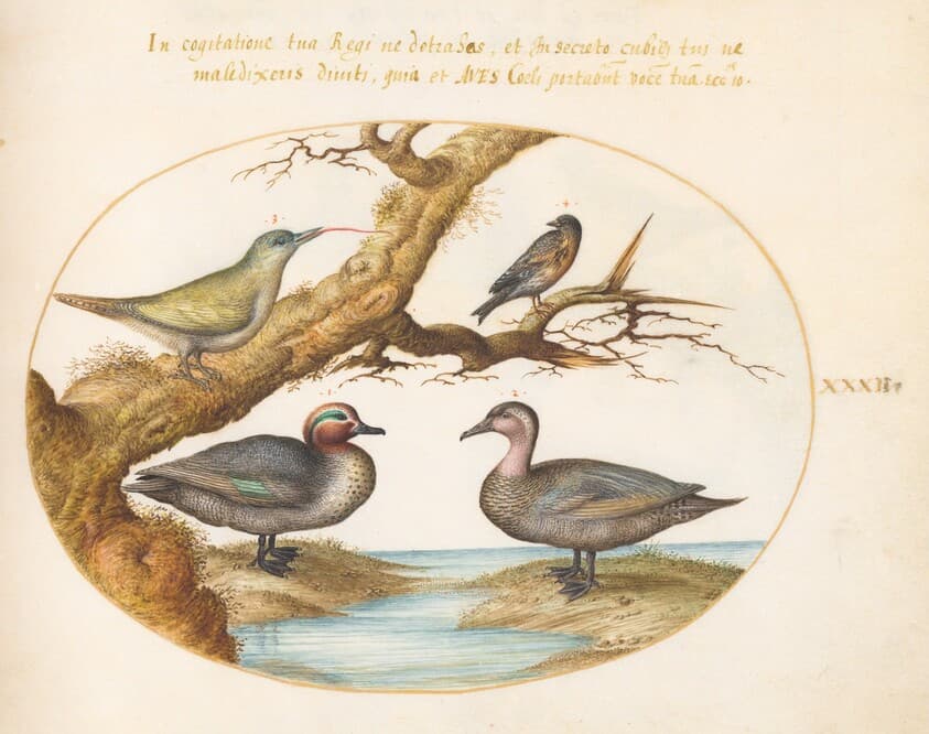 Plate 32: A Green-Winged Teal, a Juvenile Green Woodpecker, and Two Other Birds — Joris Hoefnagel