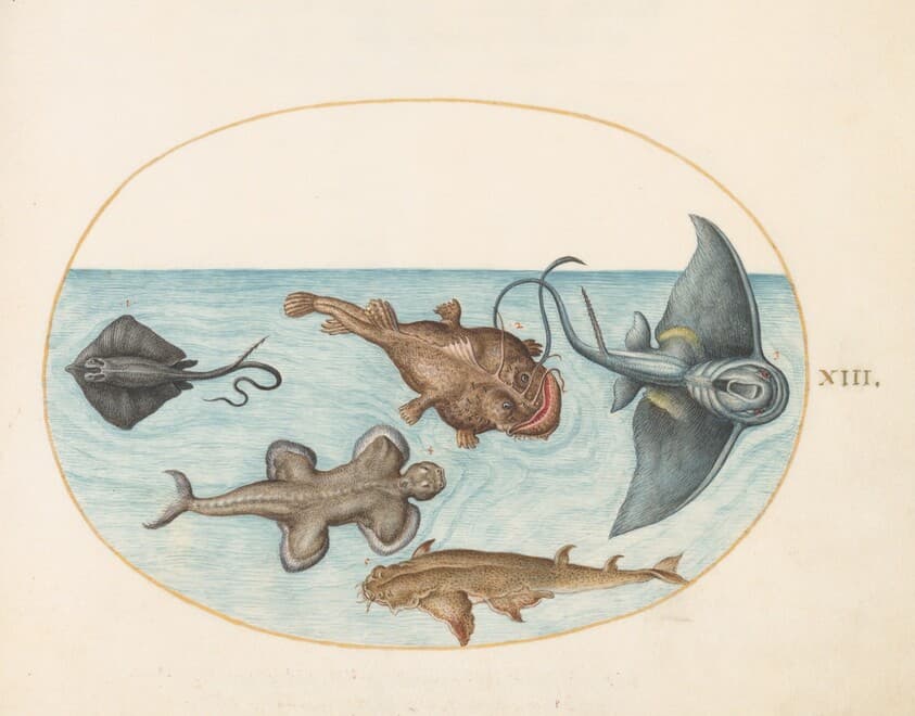 Plate 13: Two Stingrays, an Anglerfish, a Monkfish(?) and an  Angel Shark — Joris Hoefnagel