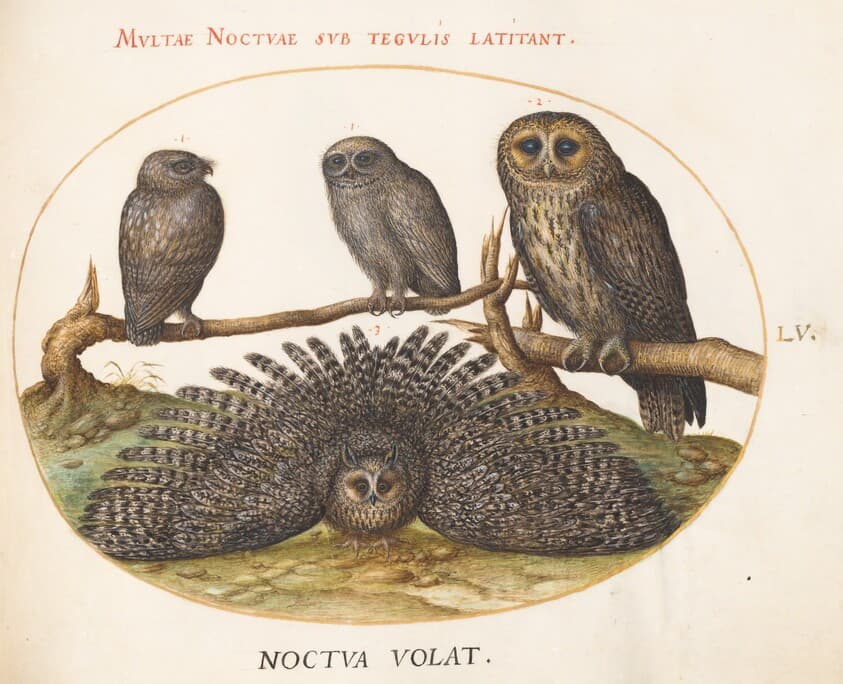 Plate 55: A Tawny Owl, an Eagle Owl, and Two other Owls — Joris Hoefnagel