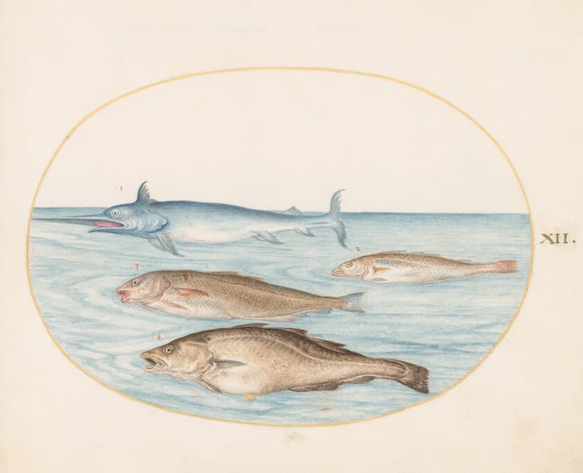 Plate 12: A Swordfish and Three Other Fish — Joris Hoefnagel