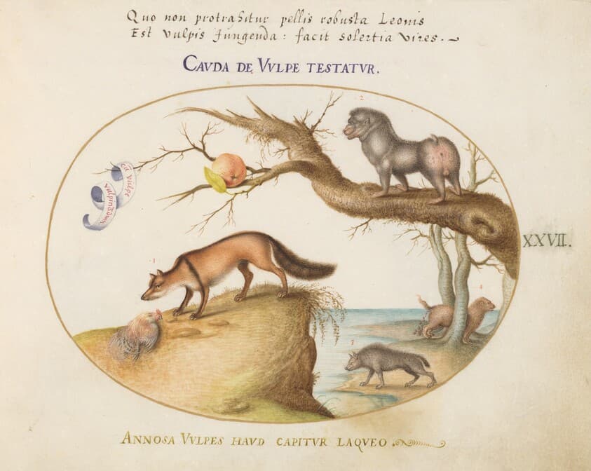 Plate 27: A Cross Fox, a Hyena/Baboon, a "Sea Wolf," and a Gulon (Wolverine?) — Joris Hoefnagel