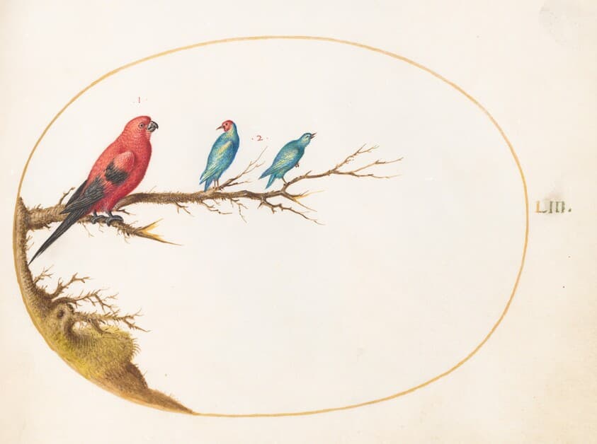 Plate 53: Three Brightly Colored Birds, including a Brazilian Tanager(?) — Joris Hoefnagel